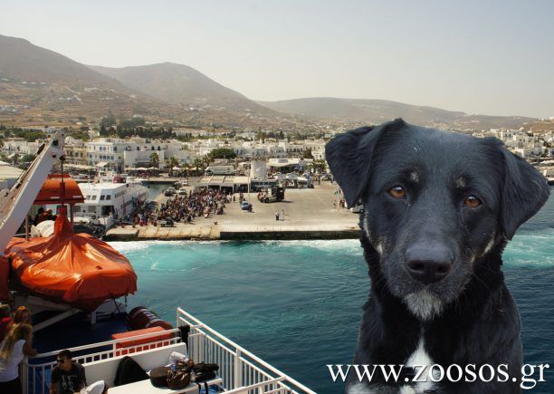 Δήμος Πάρου: Ανεπιθύμητα τα σκυλιά στις παραλίες