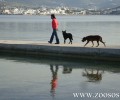 Στις πιο απόκρημνες παραλίες στέλνει τα σκυλιά για μπάνιο ο Δήμος Πάρου