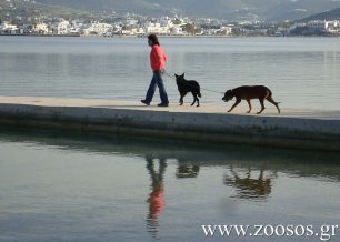 Στις πιο απόκρημνες παραλίες στέλνει τα σκυλιά για μπάνιο ο Δήμος Πάρου