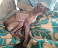 Πάτρα: Εγκατέλειψε την σκελετωμένη και άρρωστη σκυλίτσα για να την αναλάβουν άλλοι