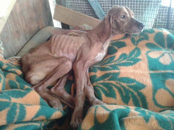 Πάτρα: Εγκατέλειψε την σκελετωμένη και άρρωστη σκυλίτσα για να την αναλάβουν άλλοι