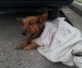Πάτρα: Έκλεισε σε τσουβάλι τον σκύλο και τον πέταξε στο δρόμο