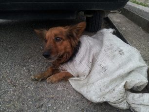 Πάτρα: Έκλεισε σε τσουβάλι τον σκύλο και τον πέταξε στο δρόμο