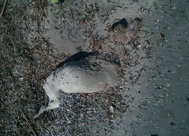 Σκύλος νεκρός, θαμμένος στην άμμο στην Κυανή Ακτή Πρέβεζας