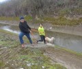 Έσωσαν το πρόβατο που είχε εγκλωβιστεί σε κανάλι στην Καρδίτσα (βίντεο)
