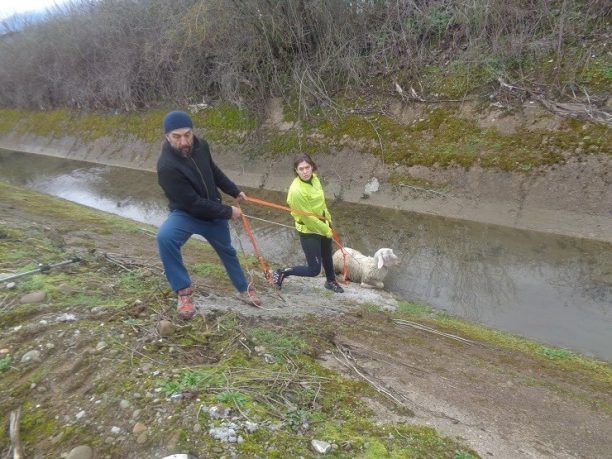 Έσωσαν το πρόβατο που είχε εγκλωβιστεί σε κανάλι στην Καρδίτσα (βίντεο)