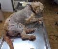 Λασίθι: Πυροβόλησε τον σκύλο στον Αλμυρό Αγίου Νικολάου Κρήτης