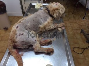 Λασίθι: Πυροβόλησε τον σκύλο στον Αλμυρό Αγίου Νικολάου Κρήτης