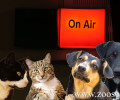 «Σαν την Σκύλα με τη Γάτα» στον ραδιοφωνικό σταθμό ΒΗΜΑ FM 99,5