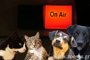 «Σαν την Σκύλα με τη Γάτα» στον ραδιοφωνικό σταθμό ΒΗΜΑ FM 99,5