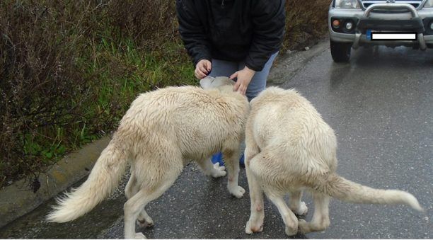 Αναζητούν τα στοιχεία του δράστη που κοπάνησε και εγκατέλειψε στο Σχολάρι Θεσσαλονίκης τα 3 σκυλιά (βίντεο)