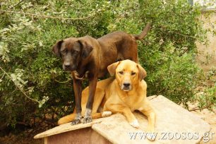 Χρειάζονται σκυλόσπιτα για τα αδέσποτα της Πολυτεχνειούπολης στου Ζωγράφου στην Αττική