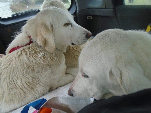 Με σπασμένες επιγονατίδες τα 3 σκυλιά που εγκαταλείφθηκαν στο Κάτω Σχολάρι Θεσσαλονίκης