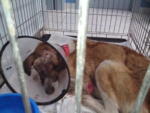 Εξαιρετικά σοβαρή η κατάσταση της σκυλίτσας που εντοπίστηκε καταδαγκωμένη στην Αλεξάνδρεια Ημαθίας