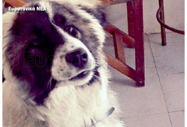 Γοργιανάδες Καρπενησίου: Ξυλοκόπησαν μέχρι θανάτου τον δεμένο σκύλο