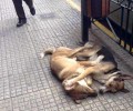 Δύο σκυλιά στο Αιγάλεω στους δρόμους και αγκαλιά στον ύπνο!