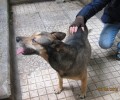 Αθήνα: Σκύλος περιφέρεται στον Λόφο του Στρέφη στα Εξάρχεια