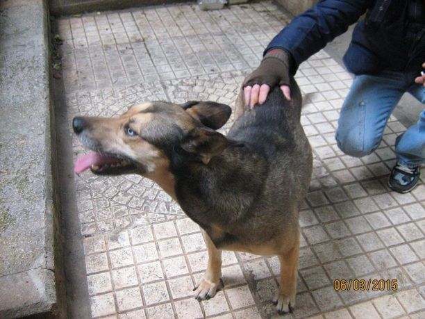 Αθήνα: Σκύλος περιφέρεται στον Λόφο του Στρέφη στα Εξάρχεια