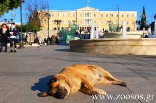 Π.Φ.Π.Ο.: Ένα βήμα πιο κοντά στη συνταγματική κατοχύρωση της προστασίας των ζώων (βίντεο)