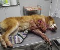Ακριτοχώρι Σερρών: Δεν καταγγέλλουν τον άνδρα που πυροβόλησε 3 φορές τον σκύλο