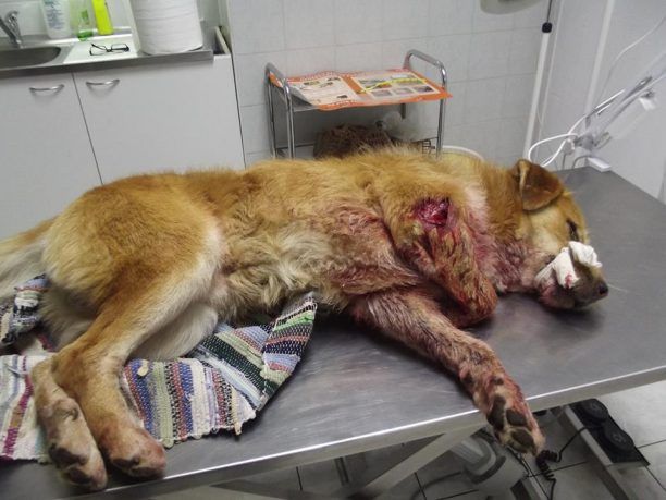 Ακριτοχώρι Σερρών: Δεν καταγγέλλουν τον άνδρα που πυροβόλησε 3 φορές τον σκύλο