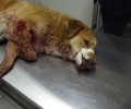 Είδε ποιος πυροβόλησε τον σκύλο στο Ακριτοχώρι Σερρών και δεν τον καταγγέλλει στην Αστυνομία