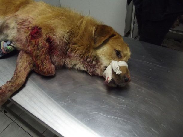 Είδε ποιος πυροβόλησε τον σκύλο στο Ακριτοχώρι Σερρών και δεν τον καταγγέλλει στην Αστυνομία