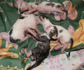 Βέροια: Μαθητές βρήκαν τα νεογέννητα γατάκια πεταμένα ζωντανά στα σκουπίδια