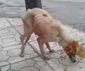 Έκκληση για τον εντοπισμό του άρρωστου σκύλου που περιφέρεται στον Βόλο