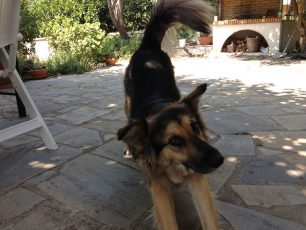 Χάθηκε σκύλος στον λόφο Κολωνού στην Αθήνα
