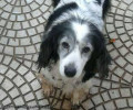 Χάθηκε θηλυκός ηλικιωμένος σκύλος στο Κάτω Χαλάνδρι