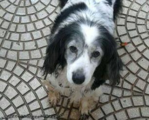 Χάθηκε θηλυκός ηλικιωμένος σκύλος στο Κάτω Χαλάνδρι
