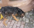 Κυκλοφορεί άρρωστος σκύλος στο κέντρο της Ξάνθης μπορείτε να βοηθήσετε στον εντοπισμό του;