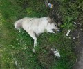 Δοκίμι Αγρινίου: Μ’ ένα παλούκι θέλησαν να μετακινήσουν το πτώμα του σκύλου