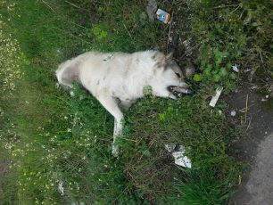 Δοκίμι Αγρινίου: Μ’ ένα παλούκι θέλησαν να μετακινήσουν το πτώμα του σκύλου