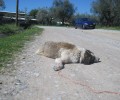 Σκυλί νεκρό δεμένο από το πόδι κοντά στην ταΐστρα στην Καμαρούλα Αγρινίου