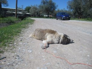 Σκυλί νεκρό δεμένο από το πόδι κοντά στην ταΐστρα στην Καμαρούλα Αγρινίου