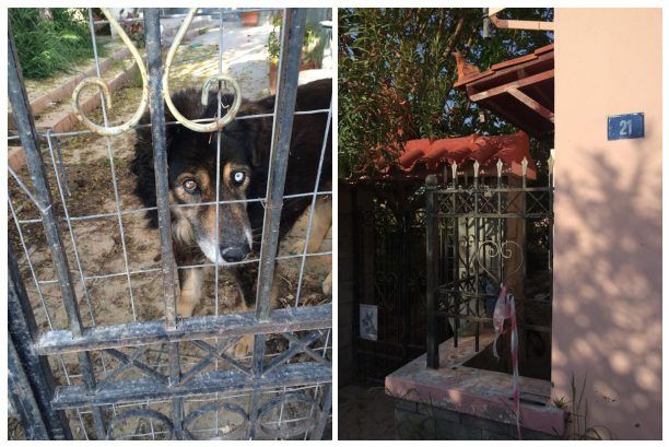 Αίγινα: Έφυγε και εγκατέλειψε το σκυλί στην αυλή του σπιτιού του