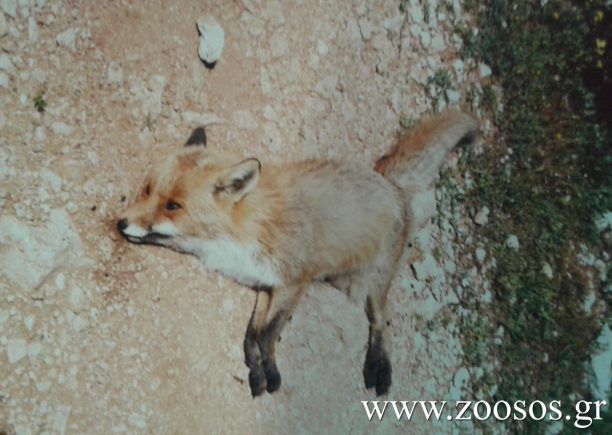 Εξόντωση αλεπούδων με φόλες στο Ποικίλο Όρος