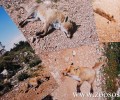 Δεκάδες άγρια και κατοικίδια ζώα νεκρά από φόλες στο Ποικίλο Όρος της Αττικής