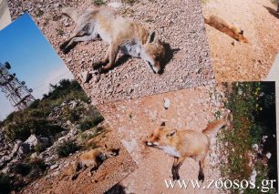 Δεκάδες άγρια και κατοικίδια ζώα νεκρά από φόλες στο Ποικίλο Όρος της Αττικής