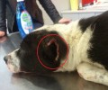 Αλεξανδρούπολη: Βρήκε το σκυλί να αιμορραγεί χτυπημένο με τα αυτιά του κομμένα με ψαλίδι