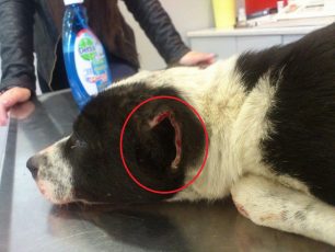 Αλεξανδρούπολη: Βρήκε το σκυλί να αιμορραγεί χτυπημένο με τα αυτιά του κομμένα με ψαλίδι