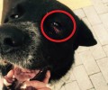 Αλεξανδρούπολη: Το δικαστήριο αθώωσε τον ηλικιωμένο που χτύπησε με σφεντόνα τον σκύλο