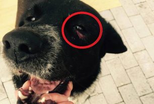 Αλεξανδρούπολη: Το δικαστήριο αθώωσε τον ηλικιωμένο που χτύπησε με σφεντόνα τον σκύλο