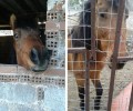 Κατάσχεσαν το άλογο που κακοποιούσε ο ιδιοκτήτης του στο Χαϊδάρι