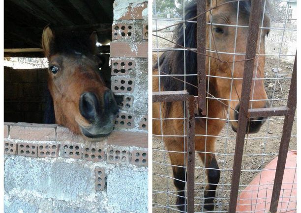 Κατάσχεσαν το άλογο που κακοποιούσε ο ιδιοκτήτης του στο Χαϊδάρι