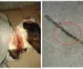 Αμύνταιο: Έσωσαν τον σκύλο που υπέφερε καθώς η αλυσίδα είχε χωθεί στον λαιμό του