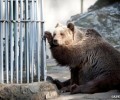 Φεύγουν τα άγρια ζώα από τον Δημοτικό Ζωολογικό Κήπο Θεσσαλονίκης