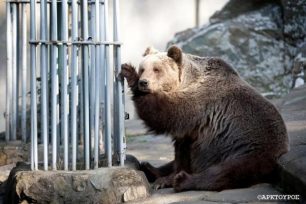 Φεύγουν τα άγρια ζώα από τον Δημοτικό Ζωολογικό Κήπο Θεσσαλονίκης